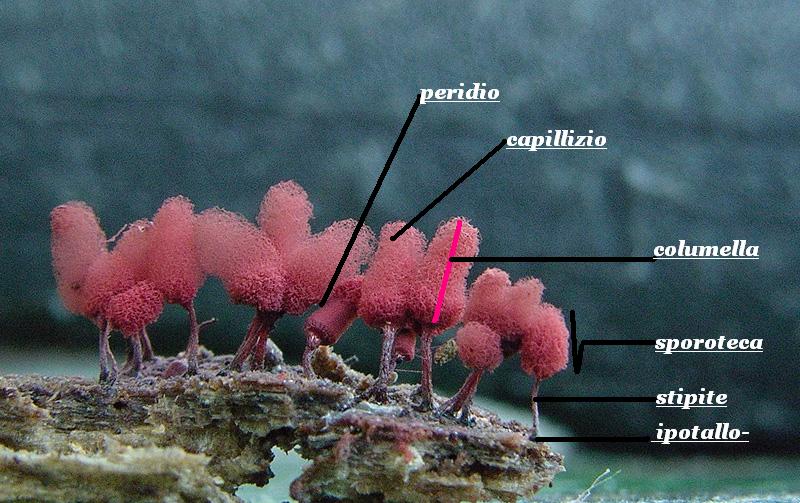 Arcyria sp.?